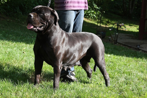 cane corso breeders puppies old world